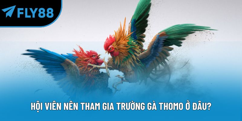 Hội viên nên tham gia trường gà Thomo ở đâu?