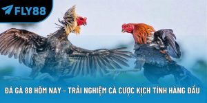 đá gà 88 hôm nay