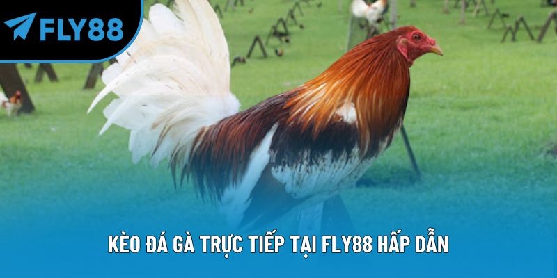 Kèo đá gà trực tiếp tại Fly88 hấp dẫn